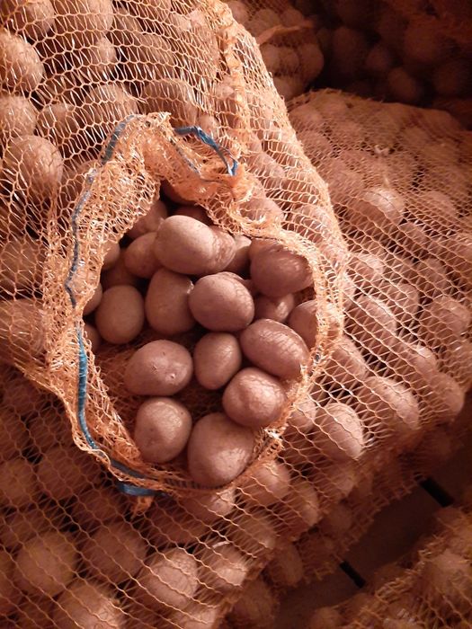 Ziemniaki sadzeniaki