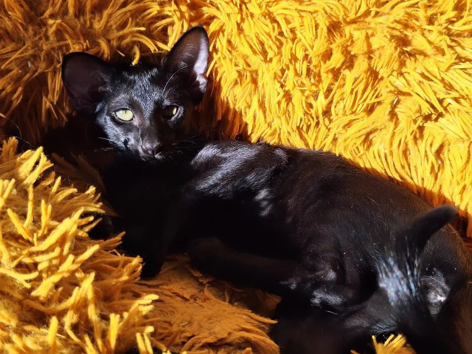 Ориентальные чертята