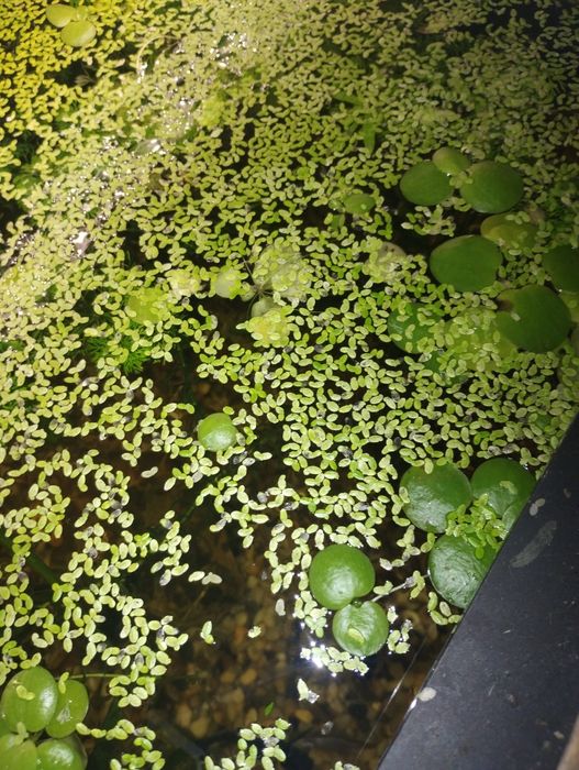 Rośliny pływające do akwarium roślina pływające