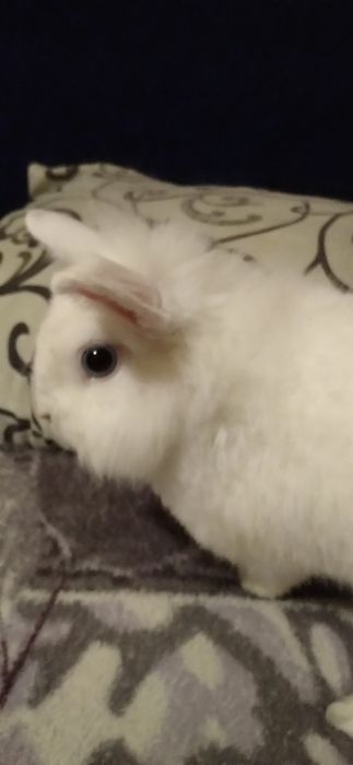 Карликовый кролик ищет девочку