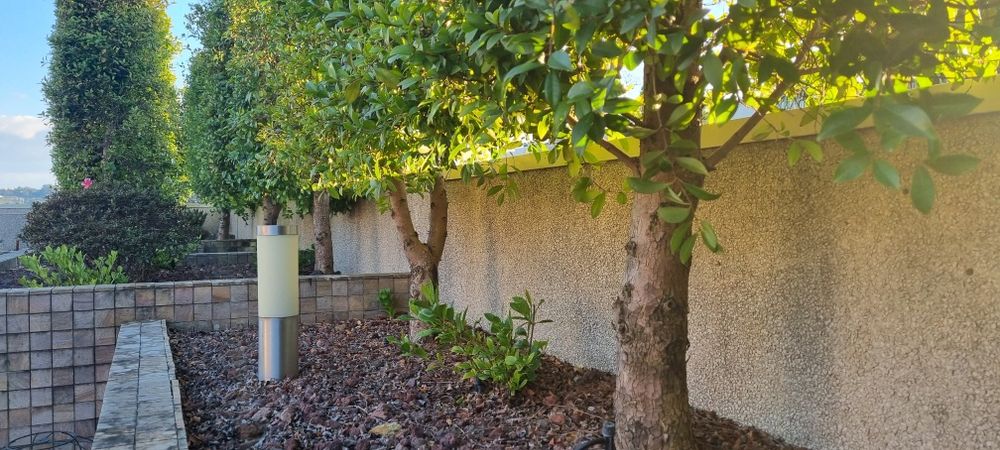 Eugénia em sebe já formada