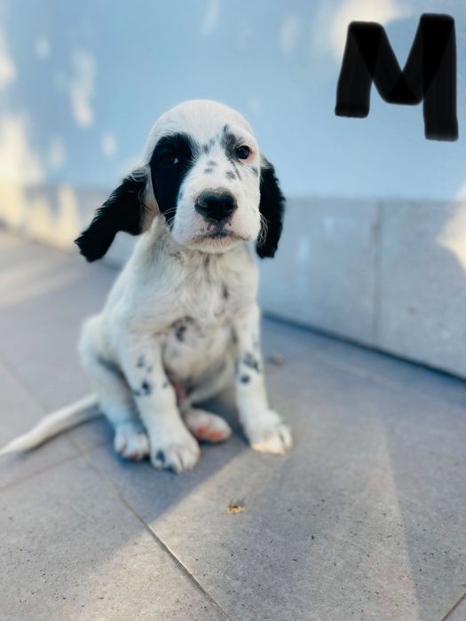 Cães Setter Inglês