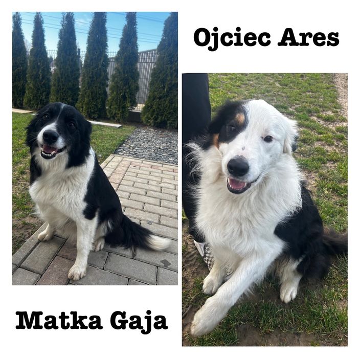 Suczka Border Collie