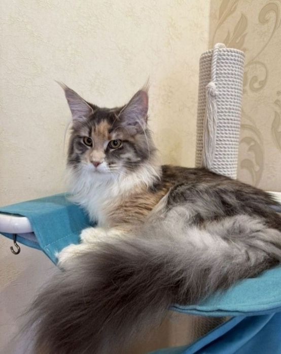 Дівчинка Мейн кун голубо-кремова черепашка