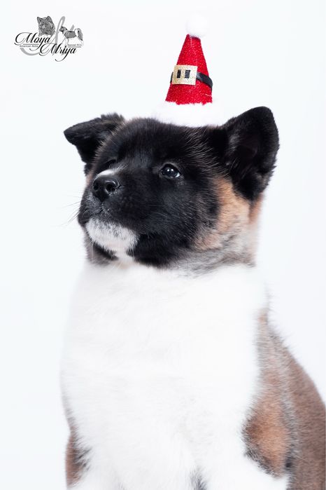 Американскька акіта/ американская акита / american akita