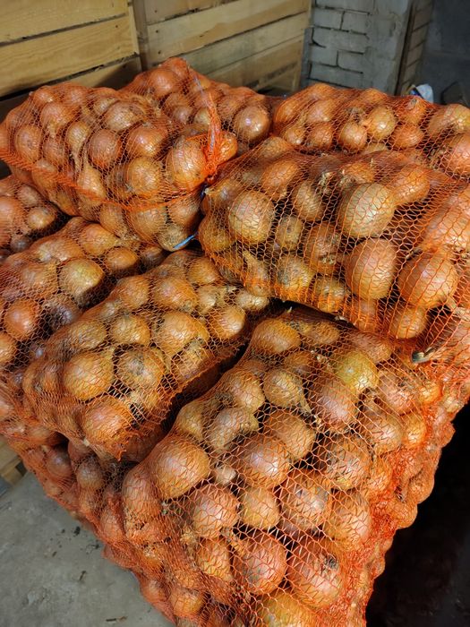 Cebula z siewu wiosennego rijsburger