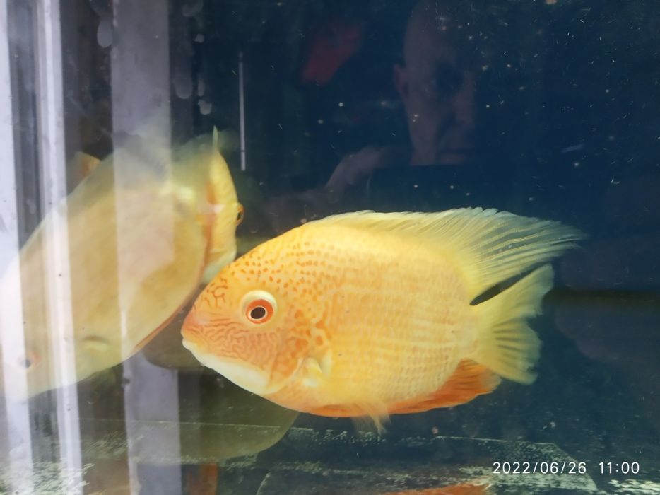 Северум красноточечный