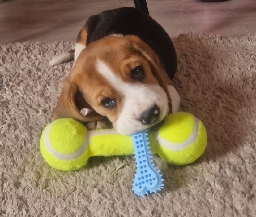 Suczka beagle szczeniak