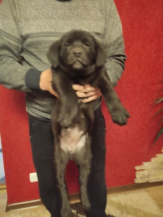 Цуценята Чорного Лабрадора