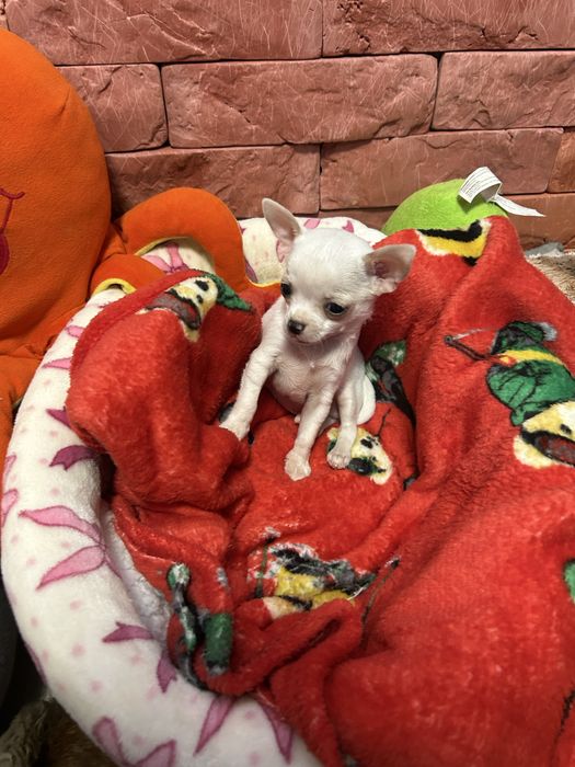 Mini chłopiec Chihuahua z rodowodem