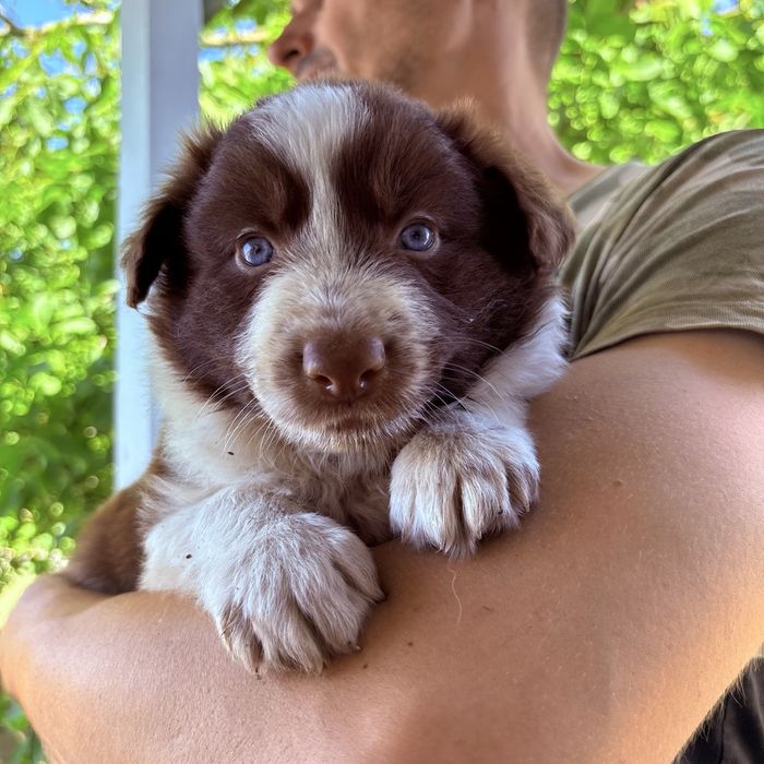 Border Collie piesek