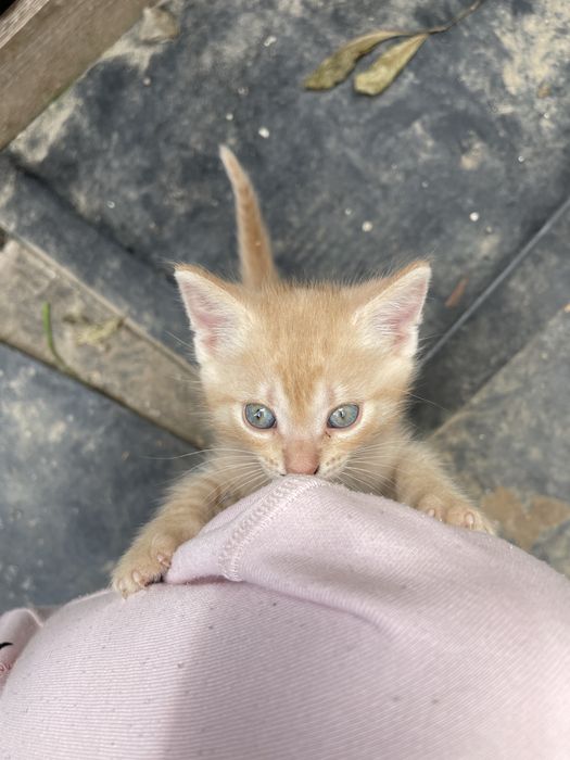 Отдам котенка в хорошие руки (мальчик)