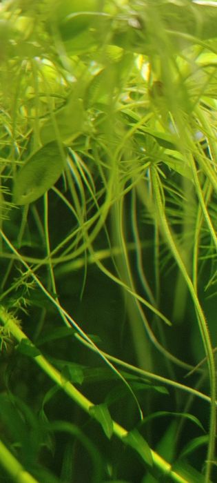 Аквариумные водоросли Лимнобиум