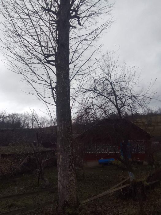 Клен (явір), кругляки, пиломатеріал