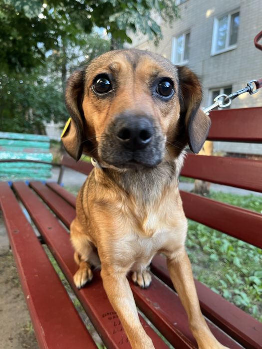 Собака Джессика