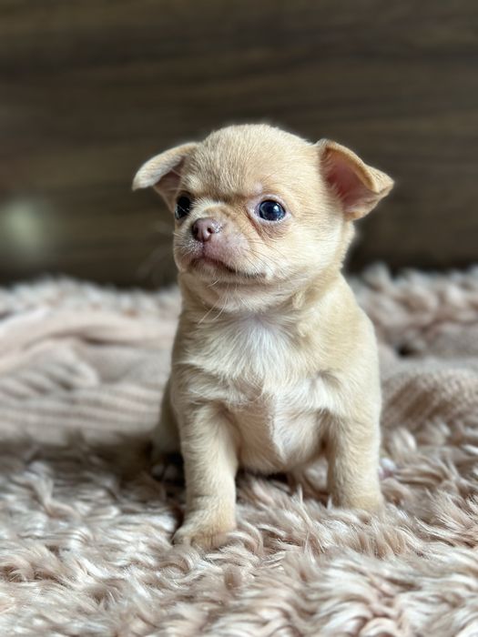 CHIHUAHUA dziewczynka mini :)