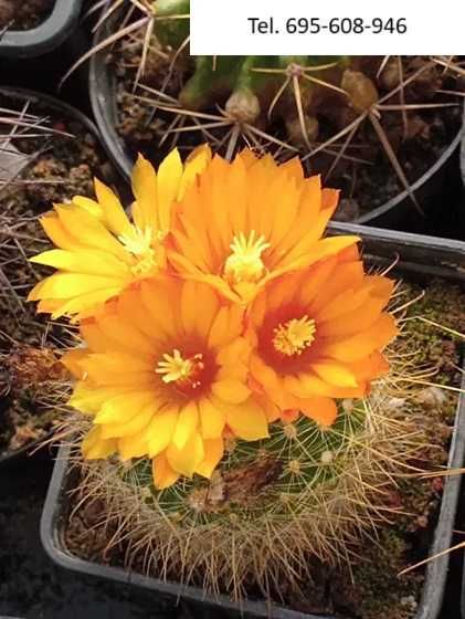 Kaktusy - wyprzedaż