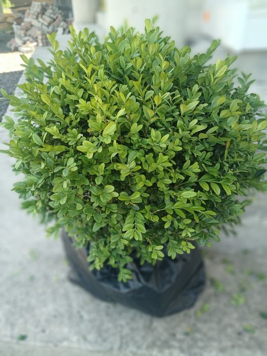 Самшити куля, конус, хвойний бонсай