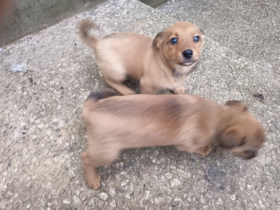 Małe pieski do oddania