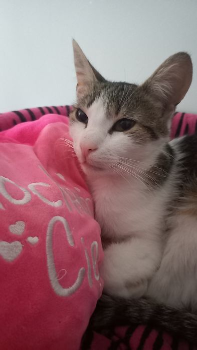 Adoptuj przyjaciela