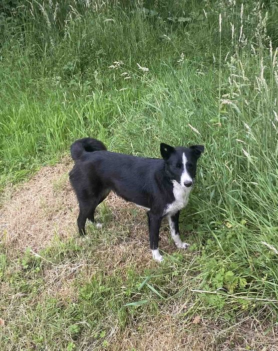 Віддам собачку в добрі руки