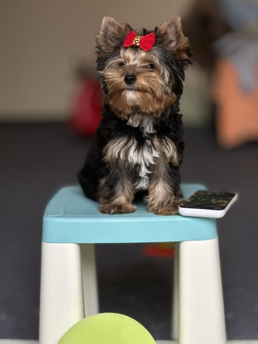 Цуценята йорка — рідкісні, міні та стандарт