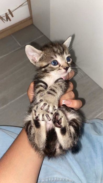 Gatinhos recem nascidos
