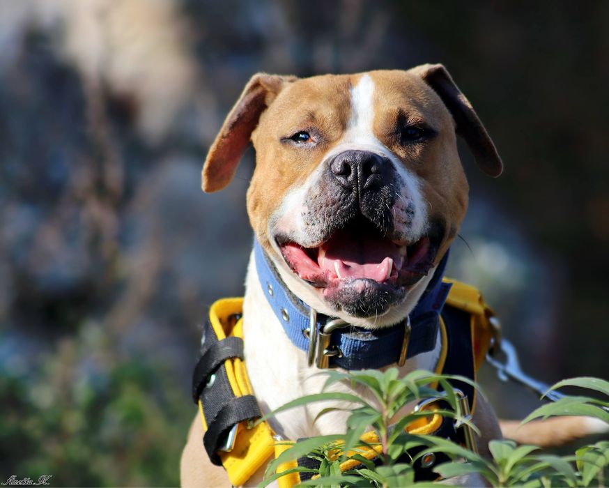 Cudowna Ginger - Pitbull szuka dobrego domu