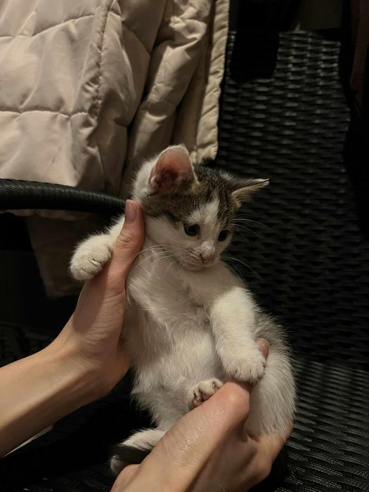 Oddam kotke w dobre ręce