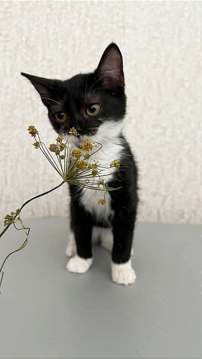 Отдам_ кошки_ котята_ мика