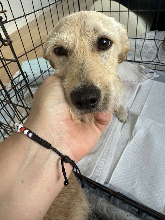 Śliczne pysie do adopcji