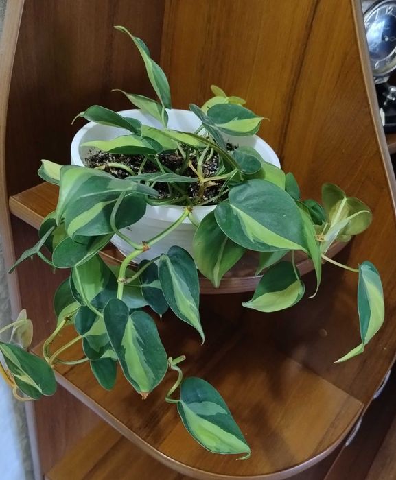 Филодендрон Бразилия, Филодендрон Лемон Лайм