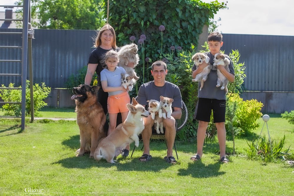 Коргі хлопчик кобель 6 місяців шикарний крутий породний топ вельшкорги