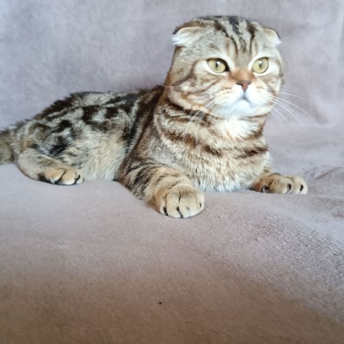 Скотиш фолд котик