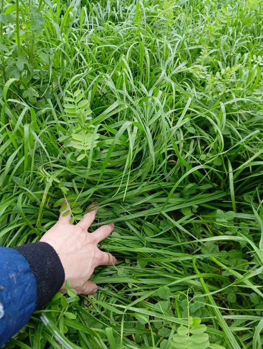 Mieszanka gorzowska sianokiszonka kiszonka baloty bele