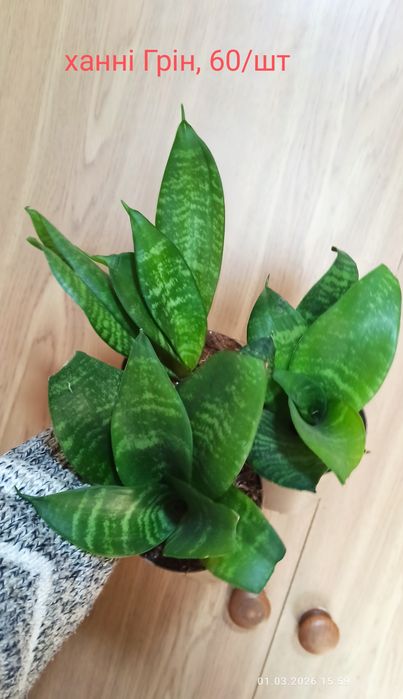 Сансевієрії Голандські