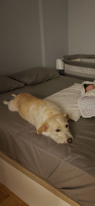 Cão para adoção