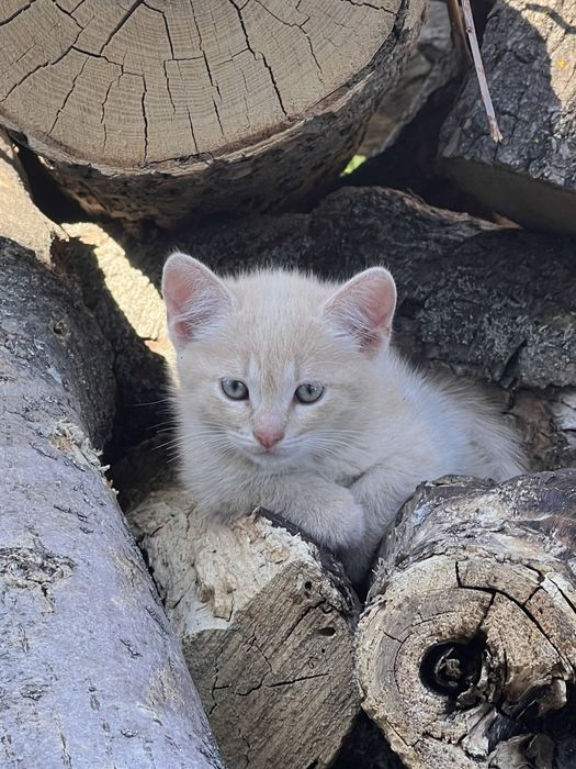 Гарнюнька рижий котит