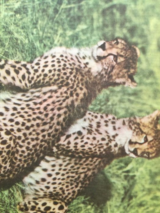 Vendo coleção de 9 postais de Fauna Africana,serie completa.