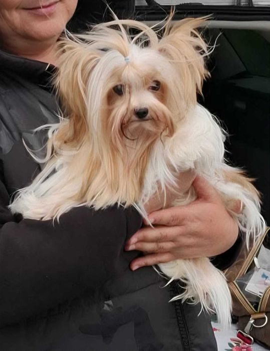 Yorkshire Terrier