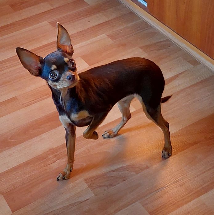 Тойчик дівчинка 4 роки