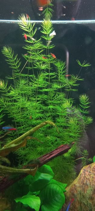 Planta Foxtail para aquario