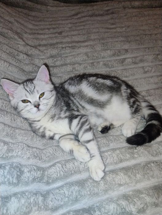 Шотландские котята.