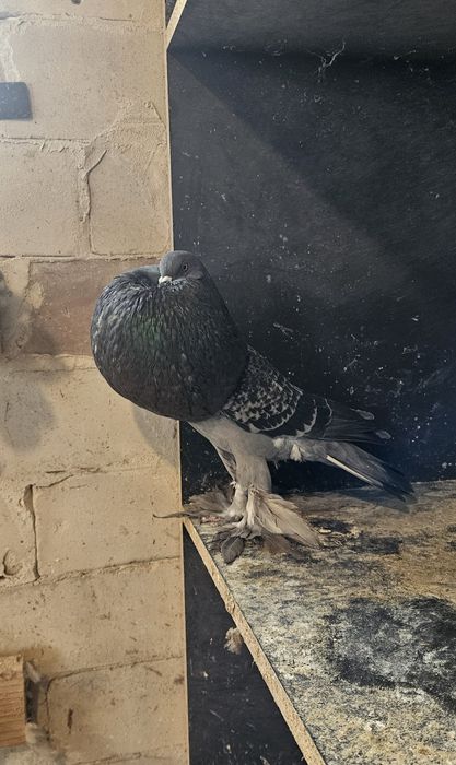 Garlacze Pomorskie Samica 25r Groch