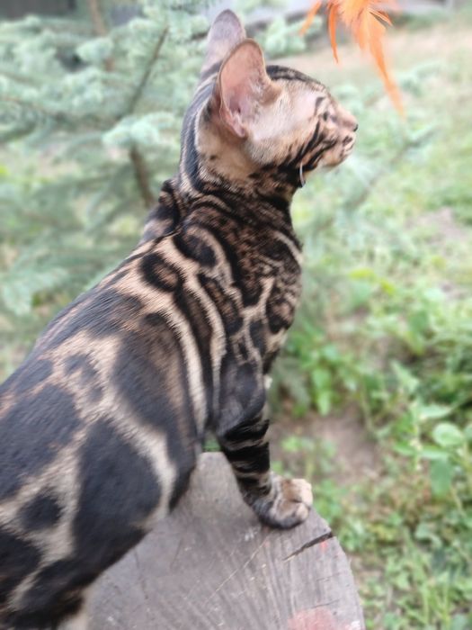 Шоу класс бенгал 4,5 мес