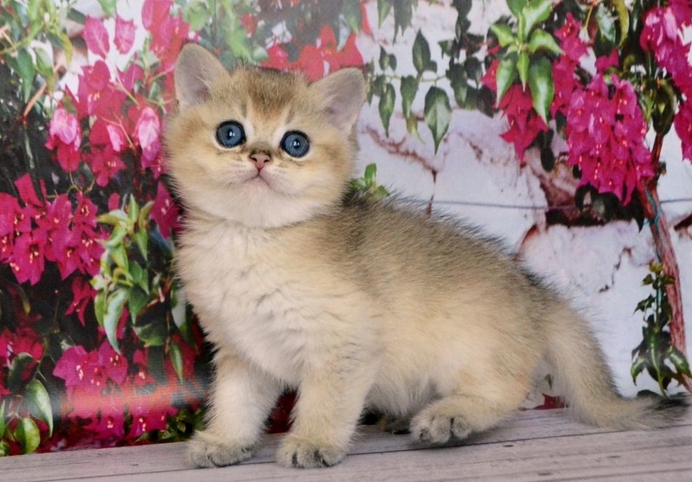 Котятки золотые зеленоглазые шиншиллы