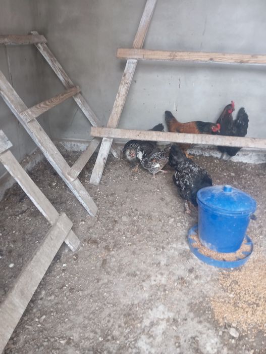 Карликові купи (американ )