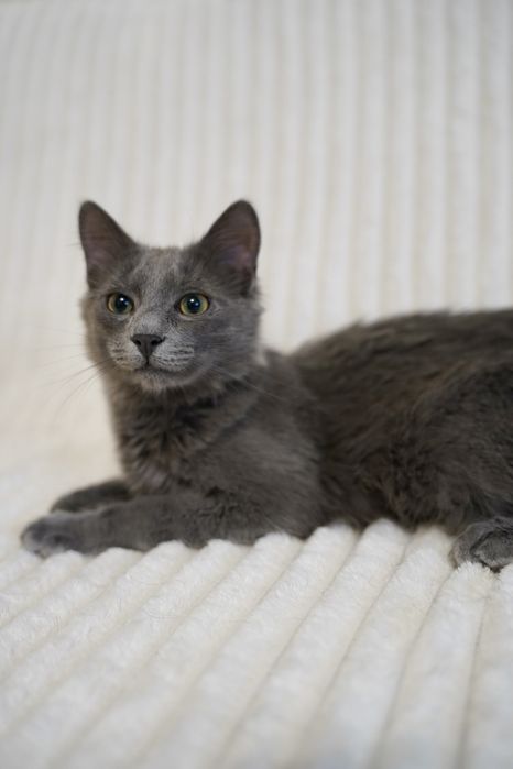 Метис нібелунга молодий кіт