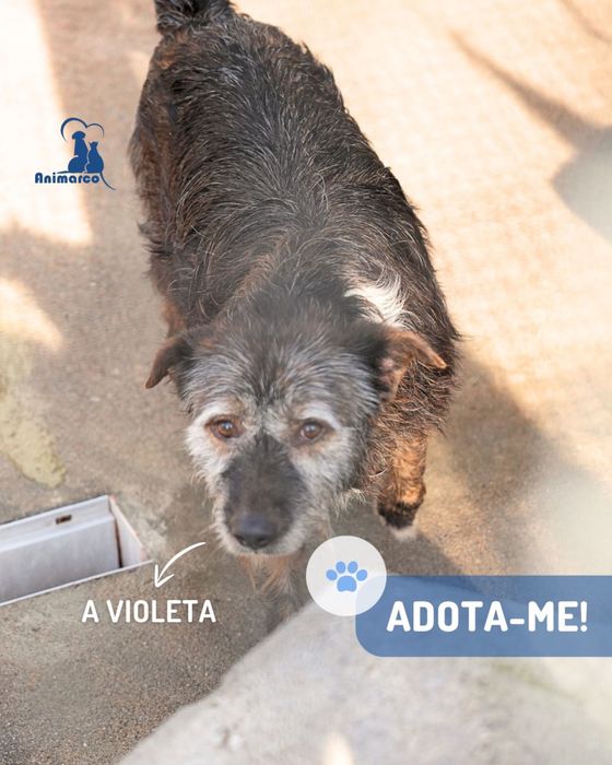 Violeta cadela porte medio para adoção