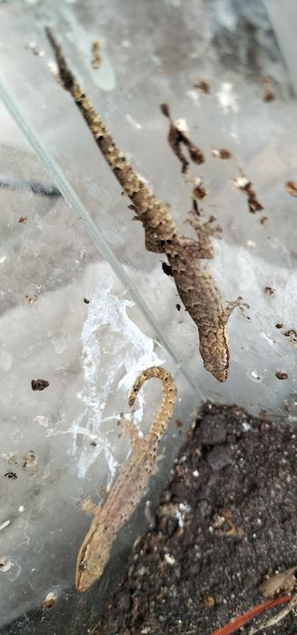 Dorosłe gekony płaczące (Lepidodactylus lugubris)